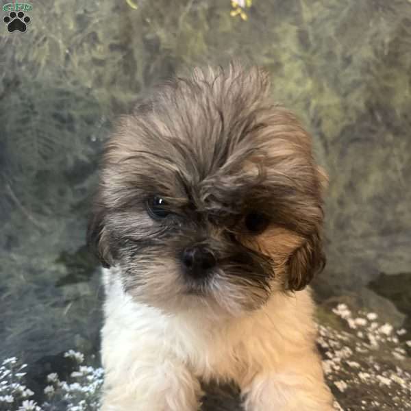 Bella, Shih Tzu Puppy