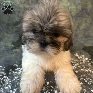 Bella, Shih Tzu Puppy