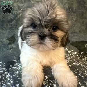 Bella, Shih Tzu Puppy