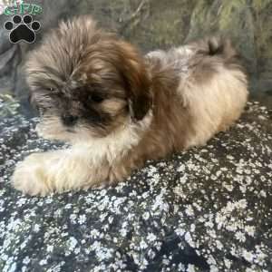 Bella, Shih Tzu Puppy