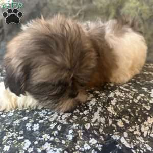 Bella, Shih Tzu Puppy