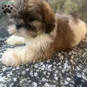 Bella, Shih Tzu Puppy