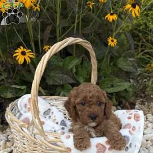 Taffy, Mini Goldendoodle Puppy