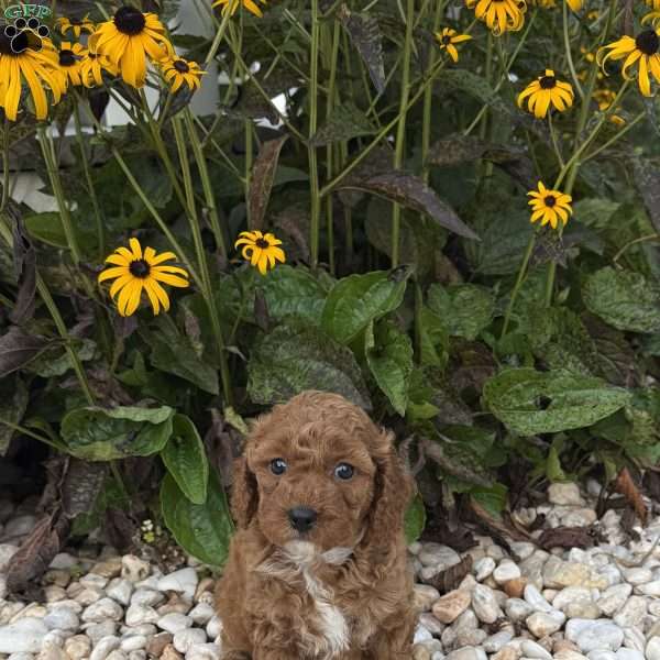 Taffy, Mini Goldendoodle Puppy