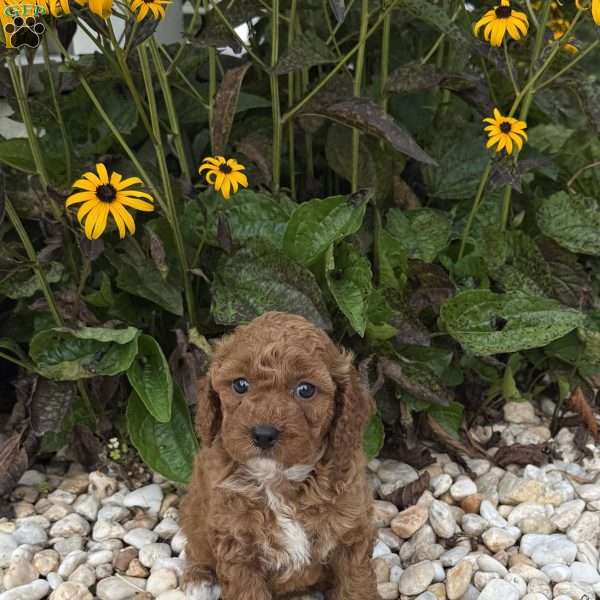 Taffy, Mini Goldendoodle Puppy