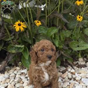 Taffy, Mini Goldendoodle Puppy
