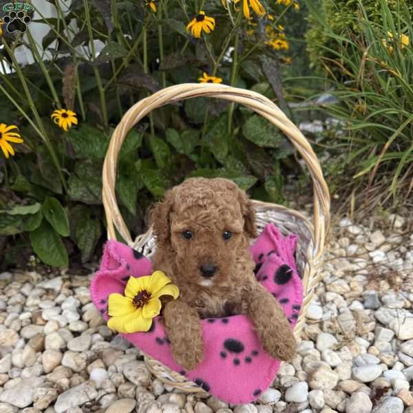 Tina, Mini Goldendoodle Puppy
