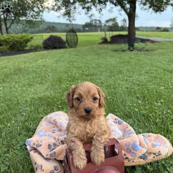 Teddy, Mini Goldendoodle Puppy