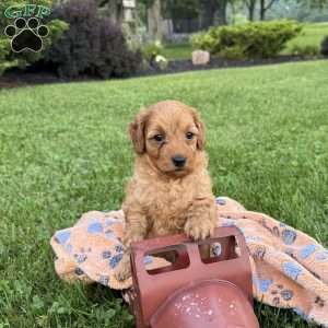 Teddy, Mini Goldendoodle Puppy