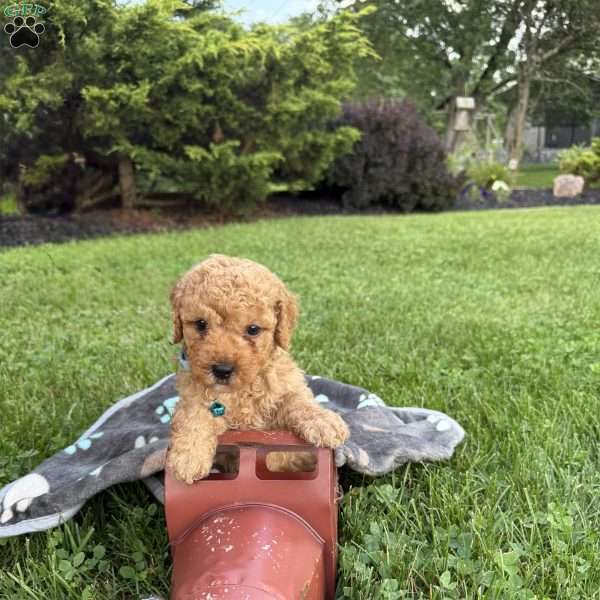 Trevor, Mini Goldendoodle Puppy