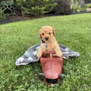 Trevor, Mini Goldendoodle Puppy