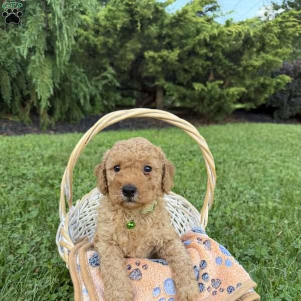Turbo, Mini Goldendoodle Puppy