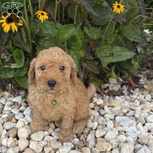Turbo, Mini Goldendoodle Puppy