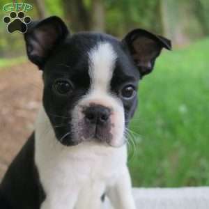 Roscoe, Boston Terrier Puppy