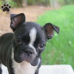 Rosie, Boston Terrier Puppy