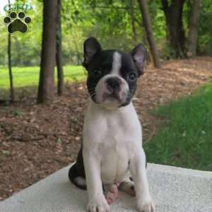 Reed, Boston Terrier Puppy