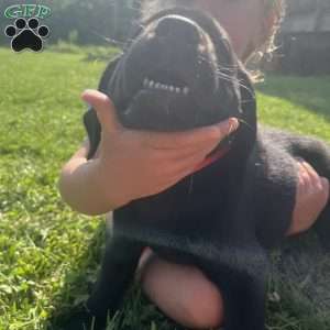 Kaycie, Black Labrador Retriever Puppy