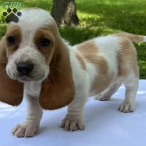 Hope, Basset Hound Puppy
