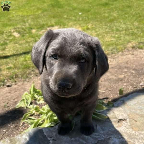 Gus, Charcoal Labrador Retriever Puppy