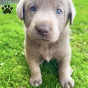 Penny, Silver Labrador Retriever Puppy