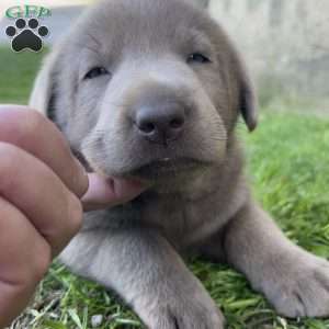 Penny, Silver Labrador Retriever Puppy