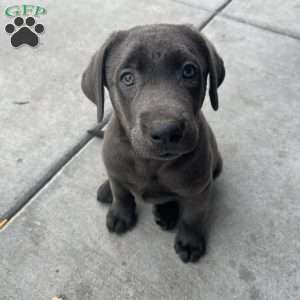Gus, Charcoal Labrador Retriever Puppy