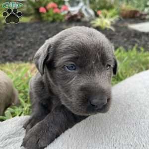 Gus, Charcoal Labrador Retriever Puppy