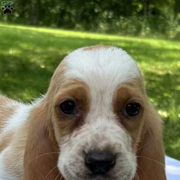 Hope, Basset Hound Puppy