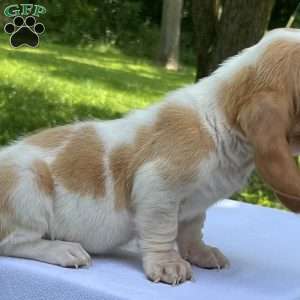 Hope, Basset Hound Puppy