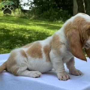 Hope, Basset Hound Puppy