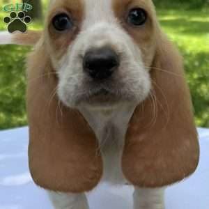 Hope, Basset Hound Puppy