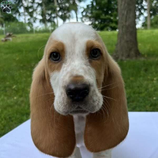 Hayden, Basset Hound Puppy