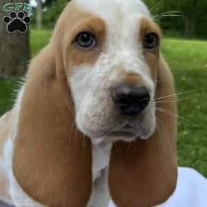 Hayden, Basset Hound Puppy