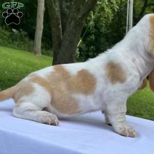 Hayden, Basset Hound Puppy