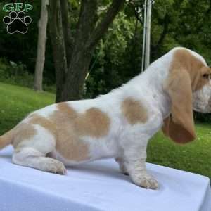 Hayden, Basset Hound Puppy