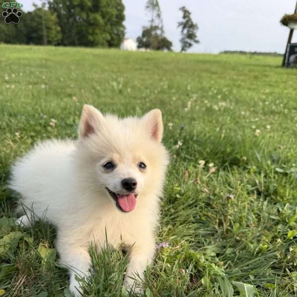 Charlie, Pomeranian Puppy