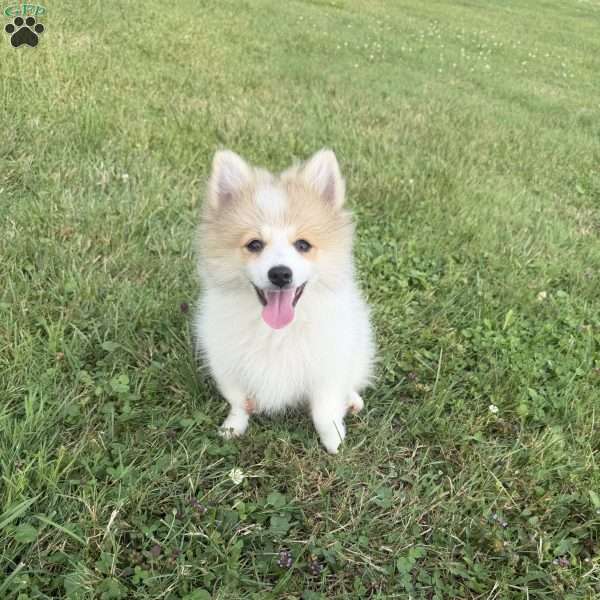 misty, Pomeranian Puppy