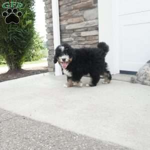 Ranger, Mini Bernedoodle Puppy