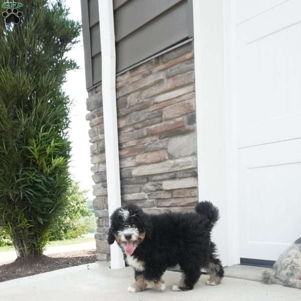 Ranger, Mini Bernedoodle Puppy