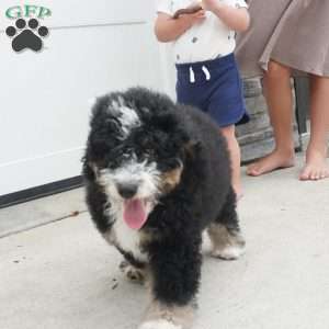 Ranger, Mini Bernedoodle Puppy