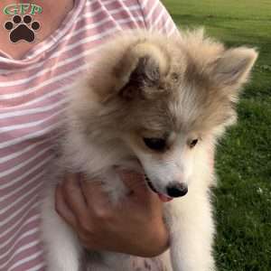 misty, Pomeranian Puppy