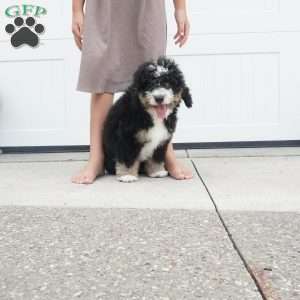 Ranger, Mini Bernedoodle Puppy