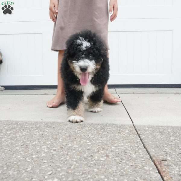 Ranger, Mini Bernedoodle Puppy