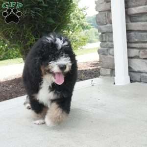 Ranger, Mini Bernedoodle Puppy