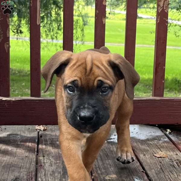 Lulu, African Boerboel Puppy