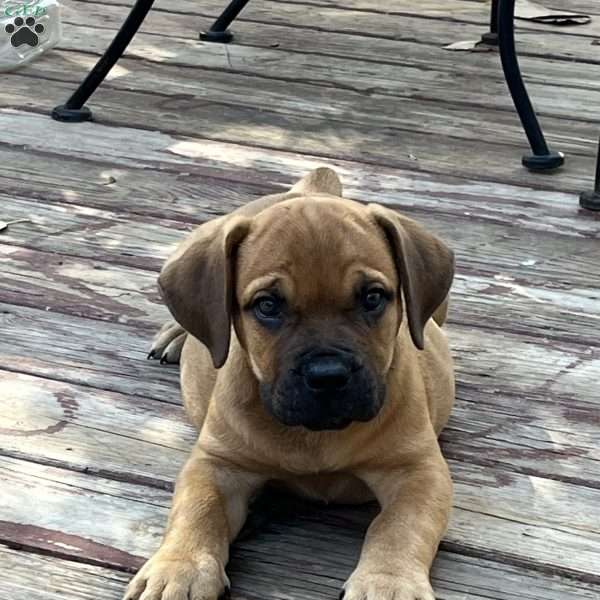 Lily, African Boerboel Puppy