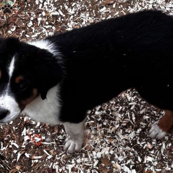 Bear, Miniature Australian Shepherd Puppy