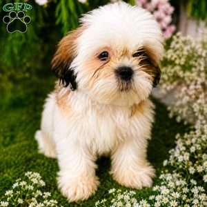 Snoopy, Shih Tzu Puppy
