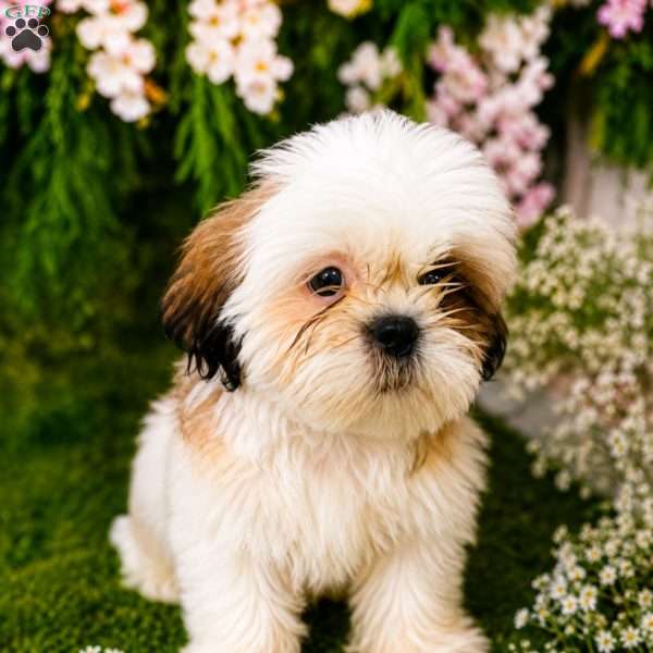 Snoopy, Shih Tzu Puppy