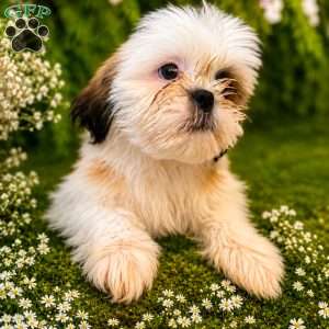 Snoopy, Shih Tzu Puppy